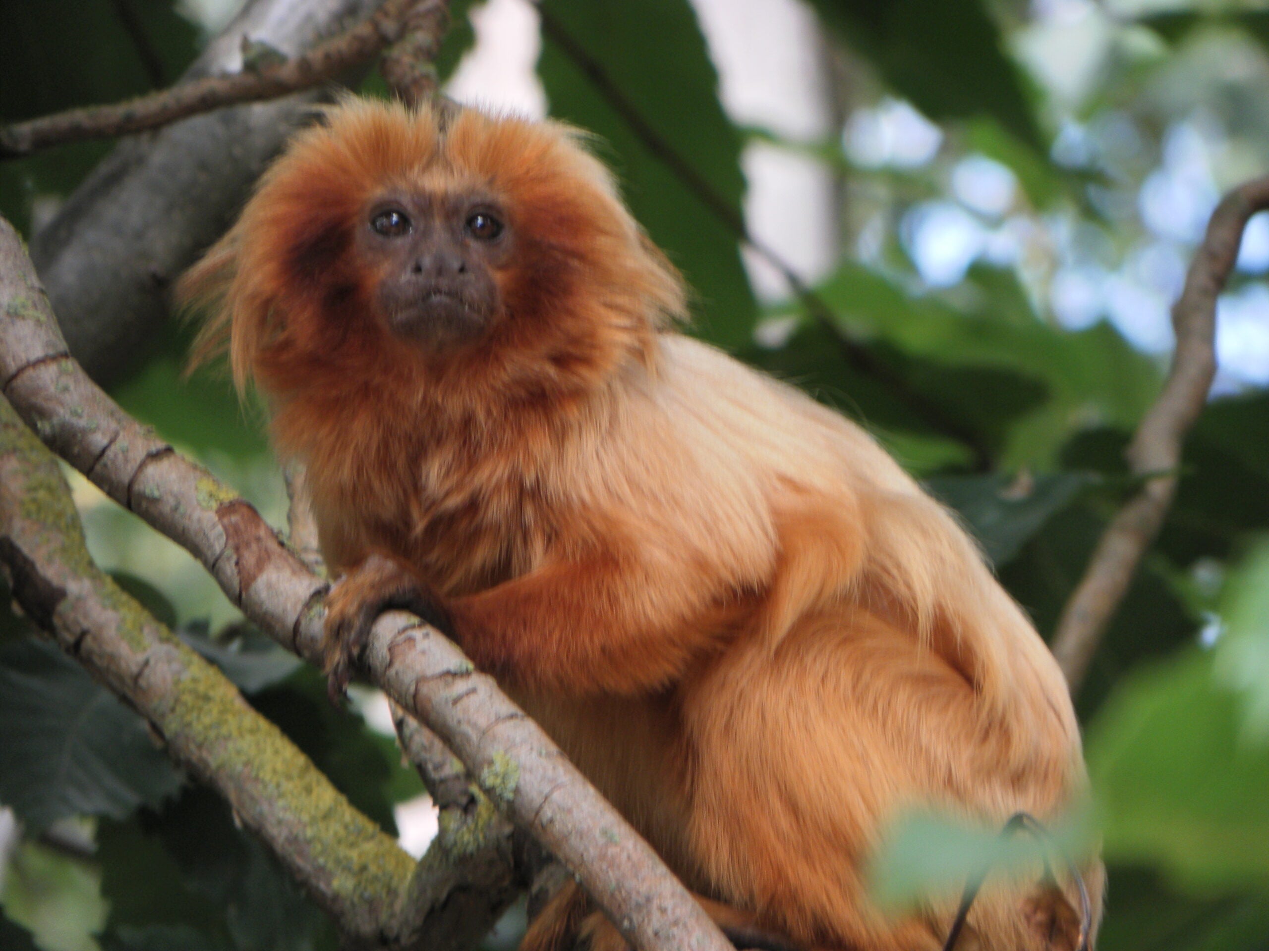 Golden lion tamarin at Yorkshire Wildlife Park