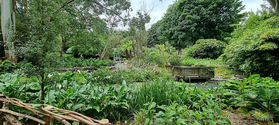 Subtropical planting at Logan Botanic Garden in Galloway